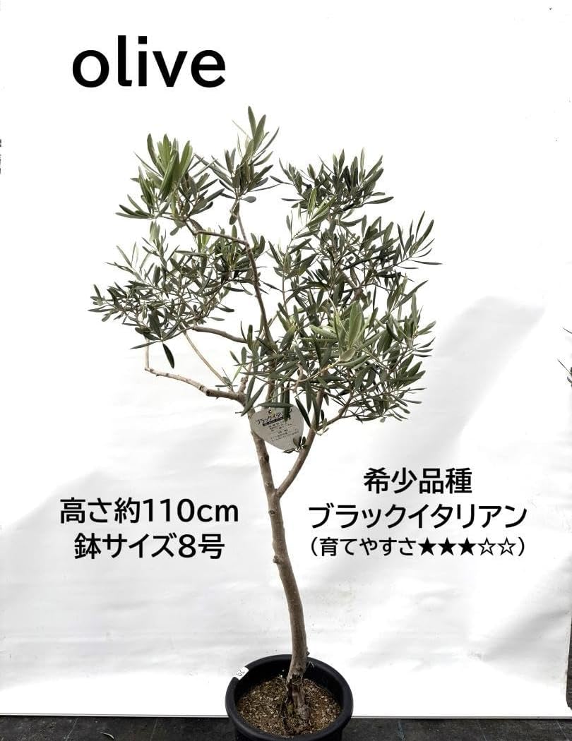 オリーブの木　ブラックイタリアン　8号　約110cm　K-29　一点物　希少品種 希少・直立型】ブラックイタリアン（オリーブの木）〈オイル向き